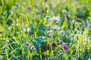 Red clover flowers on the field. photo