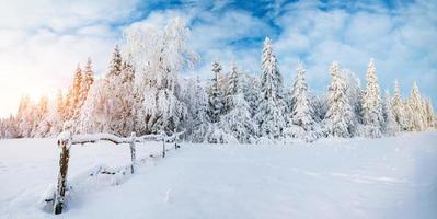 trees in winter photo