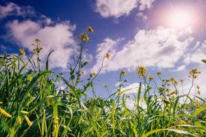 Yellow flowers and blue sky with fluffy white clouds photo