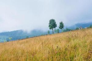 grass field in the mountains photo