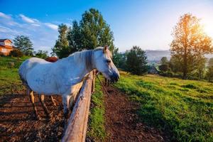 Funny horse close up photo