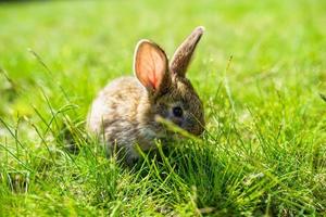 conejo en la hierba foto