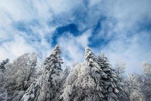 winter landscape trees in frost photo