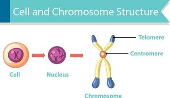 Diagram showing cell and chromosome structure vector