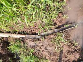 PHOTOS OF FARMER'S SIMPLE WATER DISPOSAL, DAY TIME . made using simple materials using bamboo. some use a pipe.