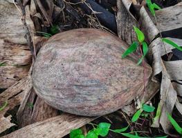 Two old coconuts down from tree naturally on a farming land. . Pandeglang banten indonesia photo