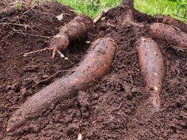 el agricultor cosecha una planta de yuca en el campo de arroz durante el día, la yuca es una raíz de tubérculo que crece exuberantemente en indonesia foto