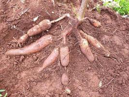 el agricultor cosecha una planta de yuca en el campo de arroz durante el día, la yuca es una raíz de tubérculo que crece exuberantemente en indonesia foto