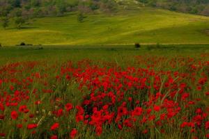 Beautiful field of red poppies in the sunset light. close up of red poppy flowers in a field. Red flowers background. Beautiful nature. Landscape. Romantic red flowers. photo