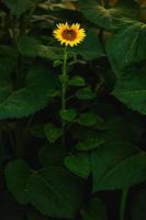 Beautiful field of blooming sunflowers against sunset golden light and blurry landscape background. photo