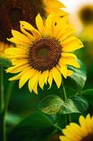 Beautiful field of blooming sunflowers against sunset golden light and blurry landscape background. photo