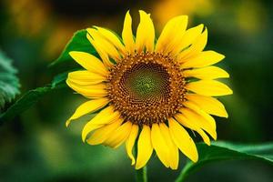 Beautiful field of blooming sunflowers against sunset golden light and blurry landscape background. photo