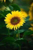 Beautiful field of blooming sunflowers against sunset golden light and blurry landscape background. photo