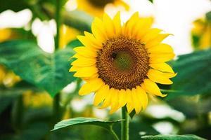 Beautiful field of blooming sunflowers against sunset golden light and blurry landscape background. photo