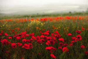 Beautiful field of red poppies in the sunset light. close up of red poppy flowers in a field. Red flowers background. Beautiful nature. Landscape. Romantic red flowers. photo