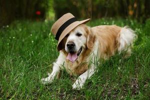 Labrador retriever dog. Golden retriever dog on grass. adorable dog in poppy flowers. photo