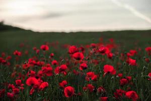 Beautiful field of red poppies in the sunset light. close up of red poppy flowers in a field. Red flowers background. Beautiful nature. Landscape. Romantic red flowers. photo