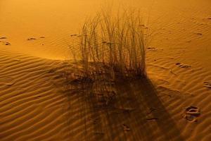 Beautiful sand dunes in the Sahara Desert in Morocco. Landscape in Africa in desert. photo