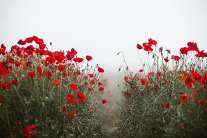 Beautiful field of red poppies in the sunset light. close up of red poppy flowers in a field. Red flowers background. Beautiful nature. Landscape. Romantic red flowers. photo