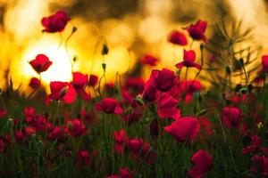 Beautiful field of red poppies in the sunset light. close up of red poppy flowers in a field. Red flowers background. Beautiful nature. Landscape. Romantic red flowers. photo