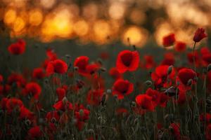 Beautiful field of red poppies in the sunset light. close up of red poppy flowers in a field. Red flowers background. Beautiful nature. Landscape. Romantic red flowers. photo