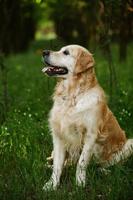 perro labrador retriever. perro golden retriever sobre hierba. adorable perro en flores de amapola. foto