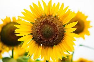 Beautiful field of blooming sunflowers against sunset golden light and blurry landscape background. photo