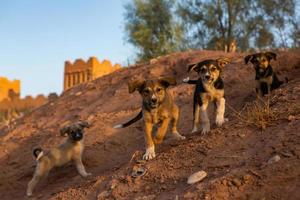 kasbah ait ben haddou en marruecos. fortalezas y casas de barro tradicionales del desierto del sahara. foto