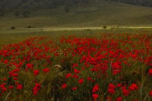 hermoso campo de amapolas rojas a la luz del atardecer. primer plano de flores de amapola roja en un campo. fondo de flores rojas. Hermosa naturaleza. paisaje. flores rojas románticas.