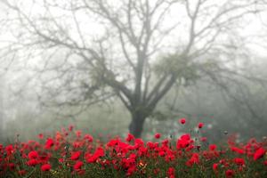 hermoso campo de amapolas rojas a la luz del atardecer. primer plano de flores de amapola roja en un campo. fondo de flores rojas. Hermosa naturaleza. paisaje. flores rojas románticas.