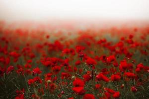 Beautiful field of red poppies in the sunset light. close up of red poppy flowers in a field. Red flowers background. Beautiful nature. Landscape. Romantic red flowers. photo