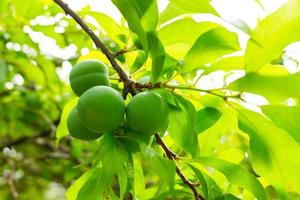 Prunus salicina, Prunus triflora, or Prunus thibetica commonly called the Japanese plum or Chinese plum is a small deciduous tree native to China. Green Prunus salicina on a tree. photo