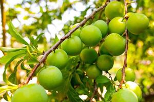 Prunus salicina, Prunus triflora, or Prunus thibetica commonly called the Japanese plum or Chinese plum is a small deciduous tree native to China. Green Prunus salicina on a tree. photo