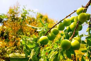 Prunus salicina, Prunus triflora, or Prunus thibetica commonly called the Japanese plum or Chinese plum is a small deciduous tree native to China. Green Prunus salicina on a tree. photo