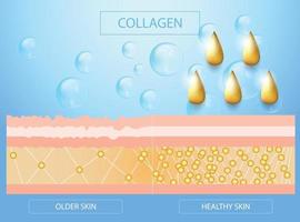 colágeno, protección de la piel, piel y envejecimiento gráfico, diseño vectorial vector