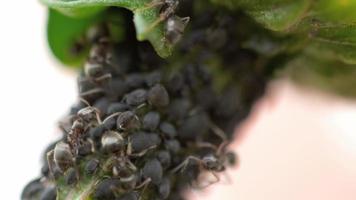 close-up mieren en bladluizen video