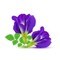 Blue pea flower or Butterfly pea purple isolated on white background. Clitoria ternatea Vector EPS10.