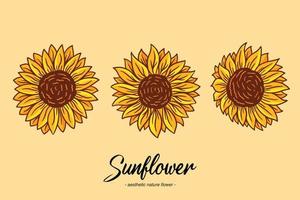 Set Collection Sunflower Summer Floral nature plant Aesthetic hand drawn Romantic illustration vector