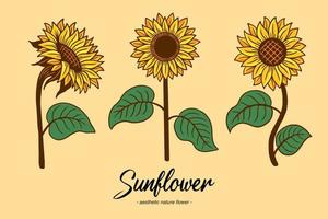 Set Collection Sunflower Summer Floral nature plant Aesthetic hand drawn Romantic illustration vector