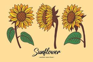 Set Collection Sunflower Summer Floral nature plant Aesthetic hand drawn Romantic illustration vector
