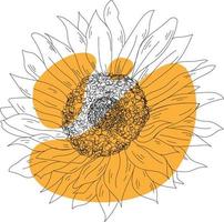Sunflower with stains vector
