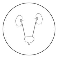 Bladder and kidney the black color icon in circle or round vector