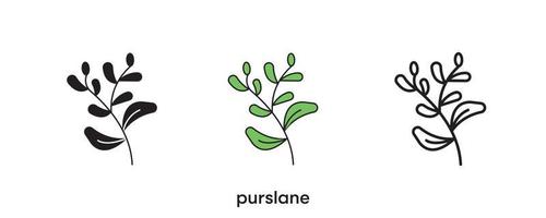 Purslane icon design. Purslane icon set in silhouette, colorful and linear. Purslane icon line vector illustration isolated on a clean background for your web mobile application logo design. line art.