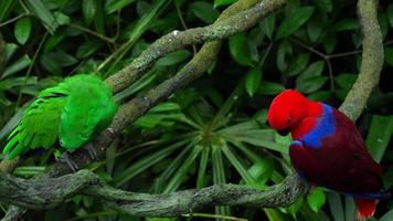 couple de perroquets perruche alexandrine perruche rouge vert se percher à la branche de bois video