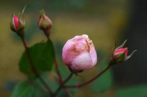 unopened rose in the garden. photo