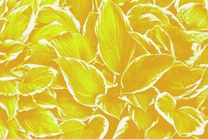 Gold Fortuna leaf background.The colour of 2021 year. photo