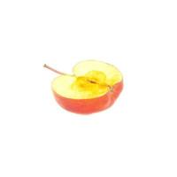 a half of red apple isolated on a white. photo