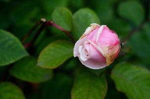 rosebud on green leaves background in the garden. photo