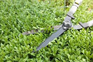 Close up scissors for cutting bushes over a boxwood bush. Trimming bushes in the garden photo