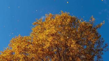 Autumn trees with yellowing leaves against the sky video